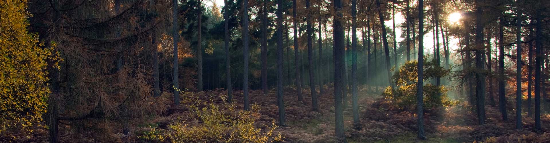 Cannock Chase, Staffordshire, UK