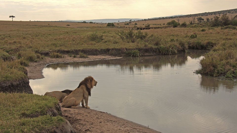 Lions drinking at waterside in Maasai Mara, Kenya